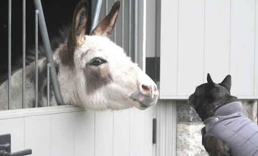 Francesca, I'm so happy to see you out and about that I feel like giving you a big fat kiss!  Come a bit closer and let old Billie plant one on your adorable little face.  Come on, don't be shy!
