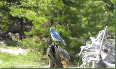 MountainBluebird MountainBluebird