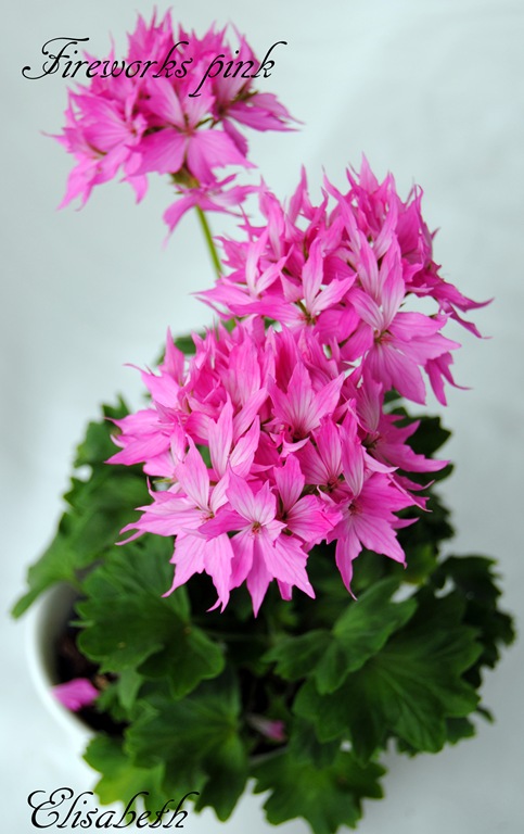 [Pelargonium%2520juni-11%2520065%255B4%255D.jpg]