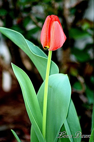 [Tulip_Apeldoorn%255B7%255D.jpg]