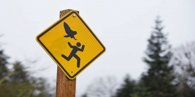 [it-s-no-hoot-oregon-city-to-post-signs-about-attacking-owl%255B5%255D.jpg]