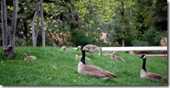 aviary44