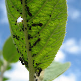 Ants herding aphids on a leafy farm