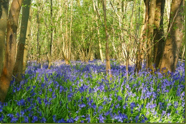 carpet of bluebells