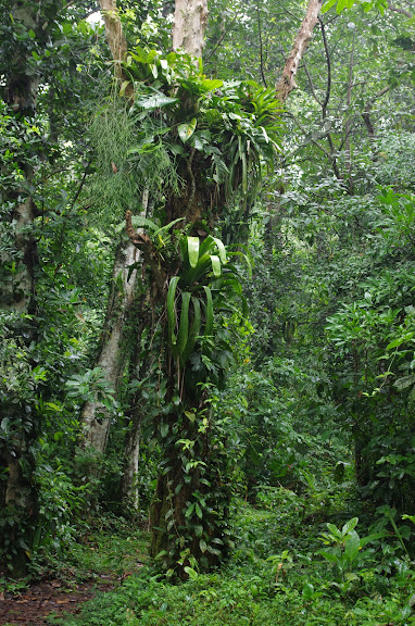 Chemin dans la forêt. Caçandoca (Ubatuba, SP). 11 février 2012. Photo : J.-M. Gayman