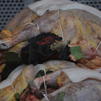Yep. That's a chicken with the head still on for sale at t'Zand market DSC_0843.jpg