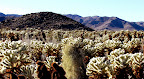 Cholla cactus in Joshua Tree National Park (photo by Bob Moore)