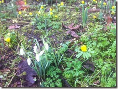 Snowdrops and Winter Aconites 