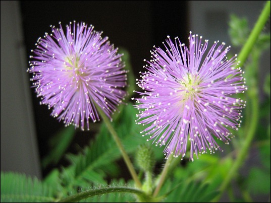 Mimosa-pudica-flower Mimosa-pudica-flower
