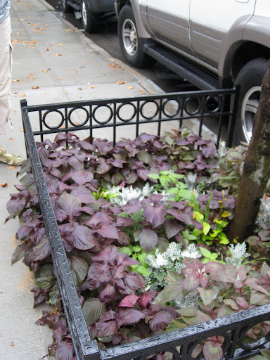 Street trees are a vital part of NYC life - providing shade, shelter, and frankly, inspiration in their against-the-odds existence. A pretty tree pit planting like this helps give them a bit more respect and presence.