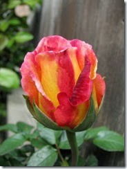 IMG_0022 IMG_0022