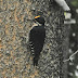 Black-backed.woodpecker.dscn1301