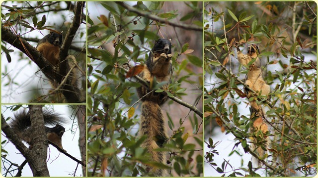 71 Okefenokee NWR 2012-1328