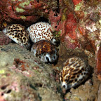 4 Kauri-Schnecken bei den Similans
