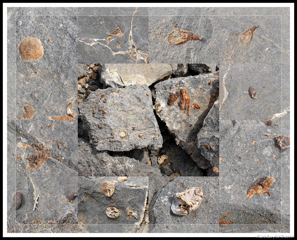 [EFP-2013-Yucca-Peak-Fossils8.jpg]