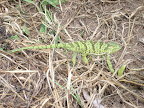 Chameleon