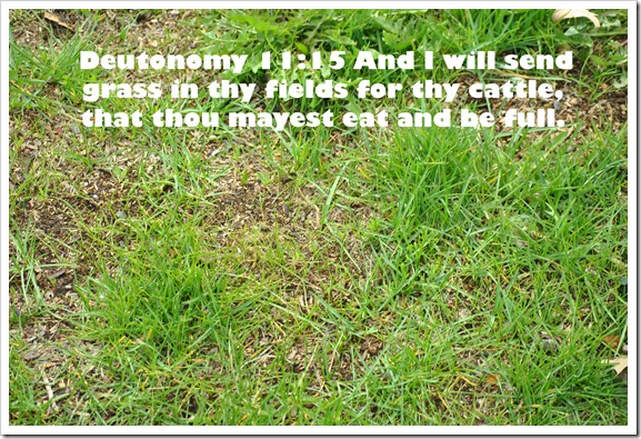 Grass Grass