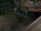 california_sequoia
