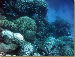 Large Coral Garden