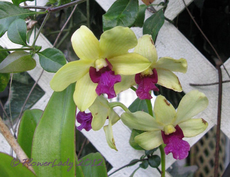 [03-01-d-orchid%255B4%255D.jpg]