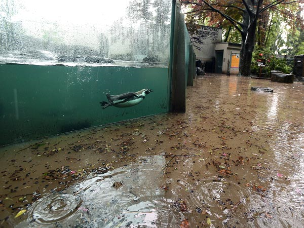 A Humboldt penguin at the Prague Zoo gets an interesting view from his tank as waters from the Vltava River continue to rise, 6 June 2013. Officials have estimated that the zoo has now sustained more than 160 million koruna ($8.1 million) in damages, according to CNN. Photo: Katerina Sulova / CTK / Zuma Press