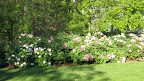 Amazing Tree Peonies At Rockefeller State Park Preserve