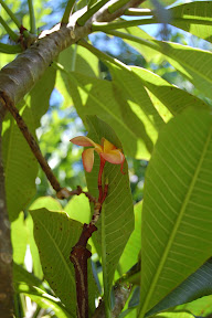 DSC_0258.jpg