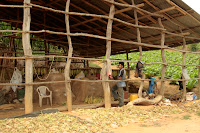 On the way to the Paragliding site, we passed many tabacco drying huts up the hill.