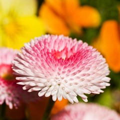 Bellis