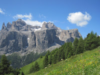 Meadow Flowers
