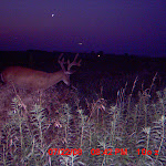 nichols deer 047.JPG