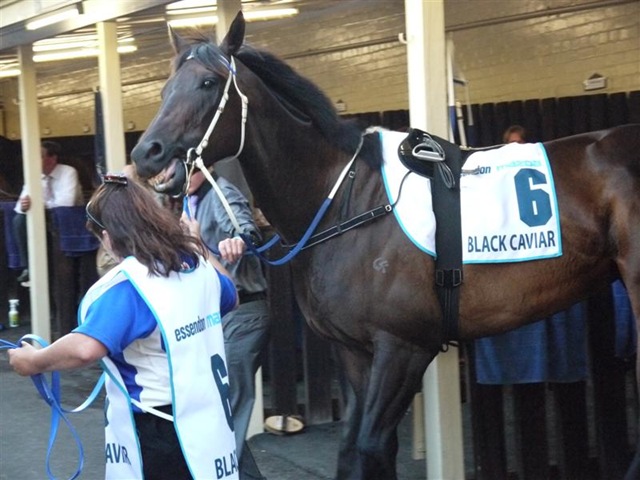 [black_caviar2%2520%2528Medium%2529%255B4%255D.jpg]