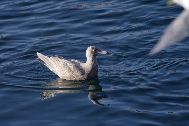Glaucous Gull (4)
