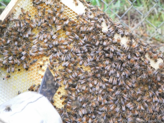 [bees%2520day%2520one%252014%255B6%255D.jpg]