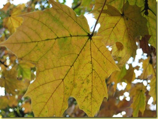 IMG_0031 IMG_0031