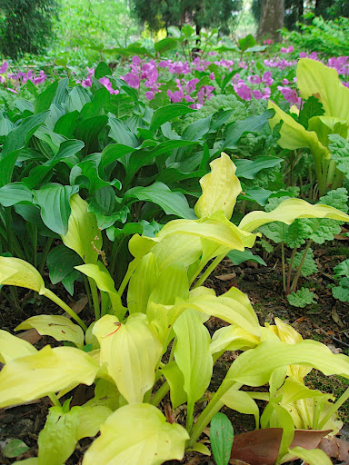 Chanticleer gardeners are truly adept colorists, if you haven't noticed yet. Witness this eye catching combination of a bright gold hosta and pink primula.