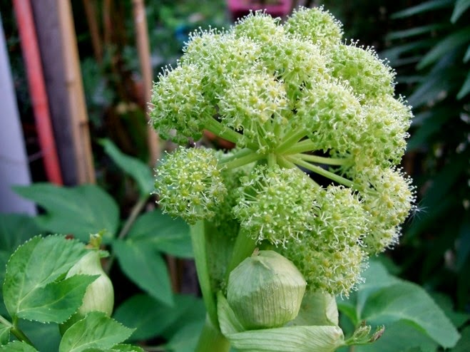 [Angelica_archangelica_flower%255B3%255D.jpg]