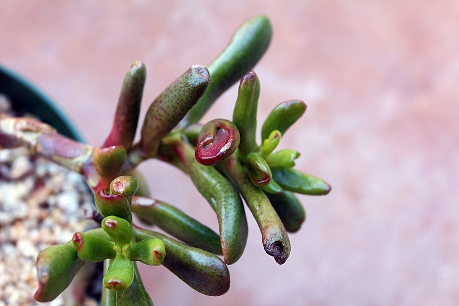 [120129_Crassula-ovata-Gollum_02%255B2%255D.jpg]