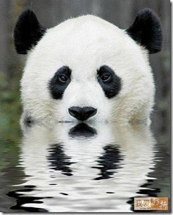 panda in water with reflection