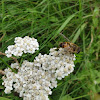 dsc01167.jpg