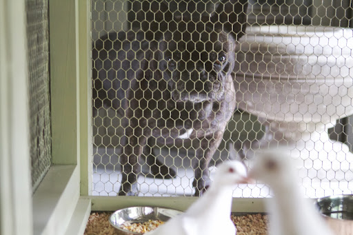 They say they are intelligent birds that can be taught simple tricks. What do you suppose we could teach them? Maybe to keep a wire cage between them and the cats. They say they are intelligent birds that can be taught simple tricks. What do you suppose we could teach them? Maybe to keep a wire cage between them and the cats.