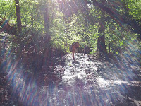 Walking in the woods Photo Walking in the woods Photo