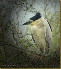 - Black-crowned Night Heron_ROT1482 March 10, 2012 NIKON D3S