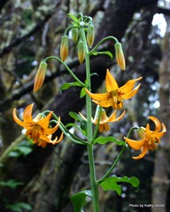 Tiger Lilly in Kit's Camp Site