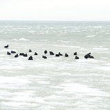 Marea Neagra Rate salbatice 2.JPG