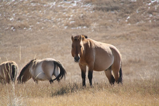 Przewalski's Horse (Takhi)