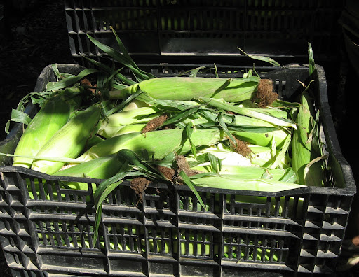 Crates of corn—we still got lots this week, though some of the ears were smaller.