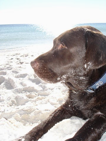 [Beach%2520Bum%2520Bella%255B4%255D.jpg]