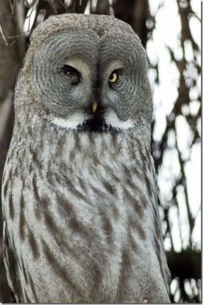 funny-animals-cute-41