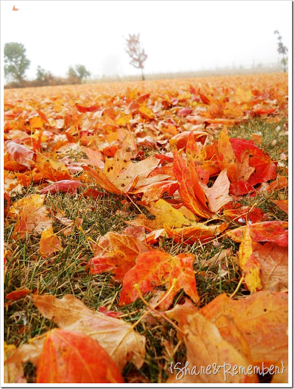 leaves3